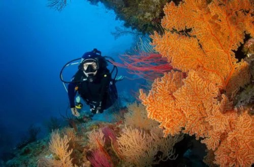 Plongée sous-marine